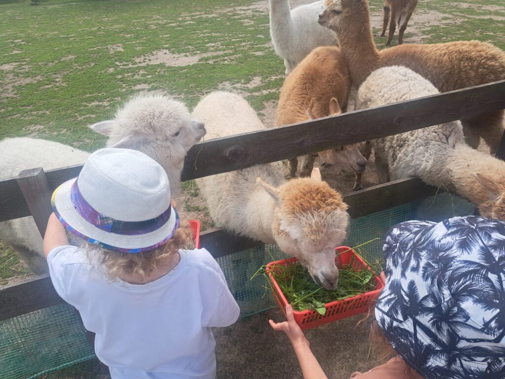 Dzieci karmią alpaki